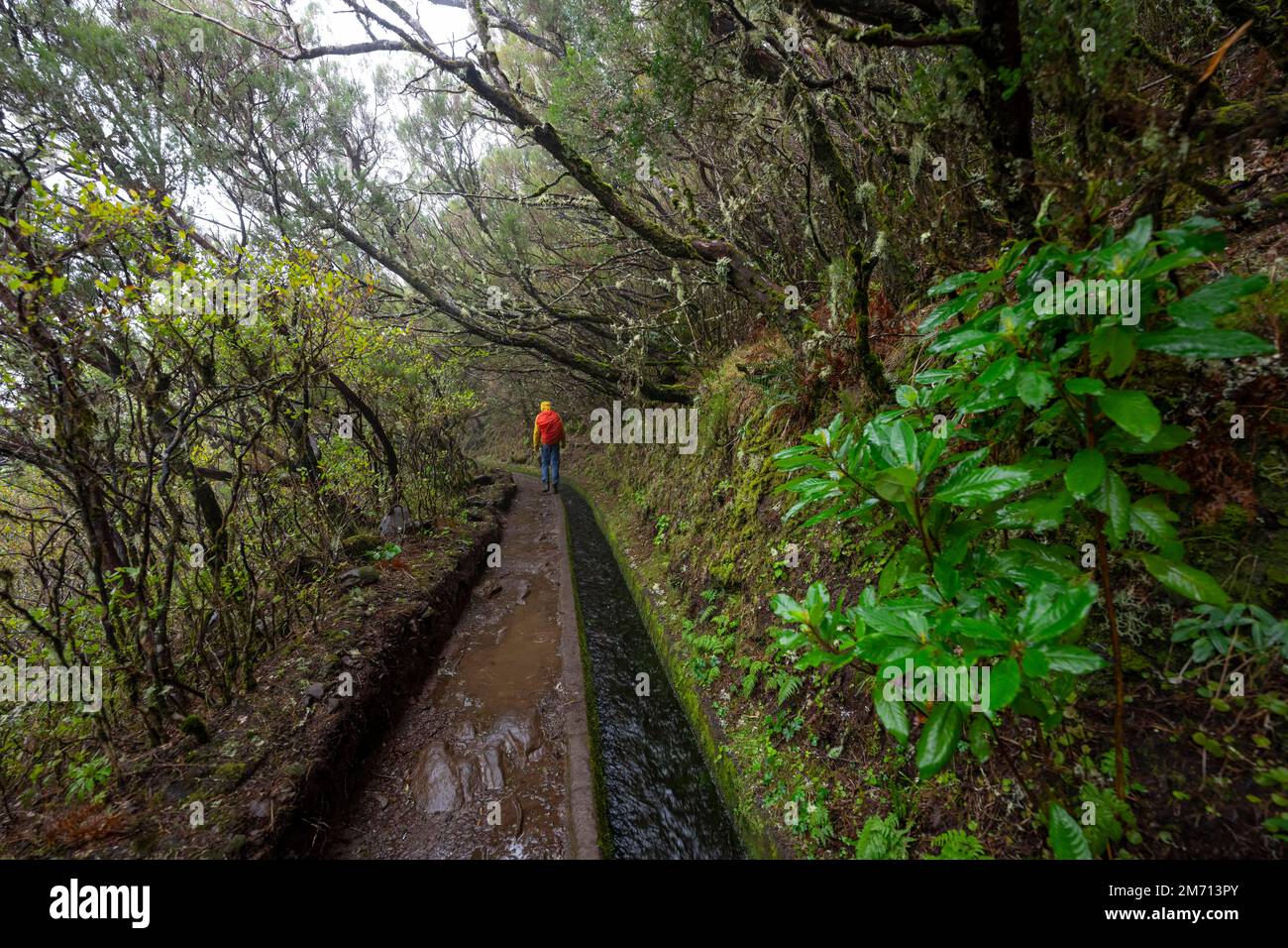 Hiker between densely growing forest at a water channel, at the hiking trail at Levada do Alecrim, Rabacal, Paul da Serra, Madeira, Portugal Stock Photo