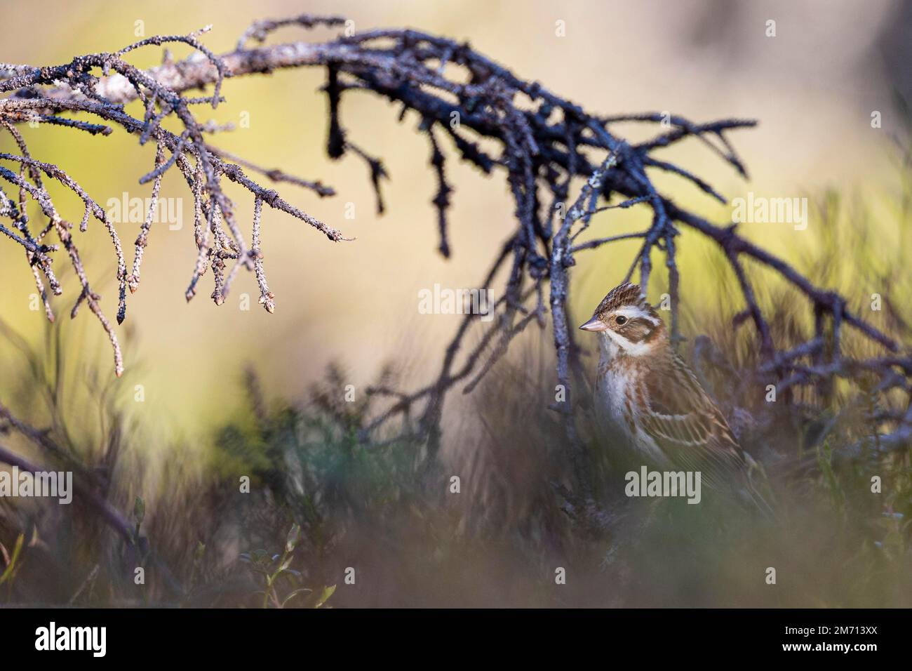 Rustic bunting (Emberiza rustica), adult female, Oulanka National Park, Kuusamo, Northern Ostrobothnia, Finland Stock Photo