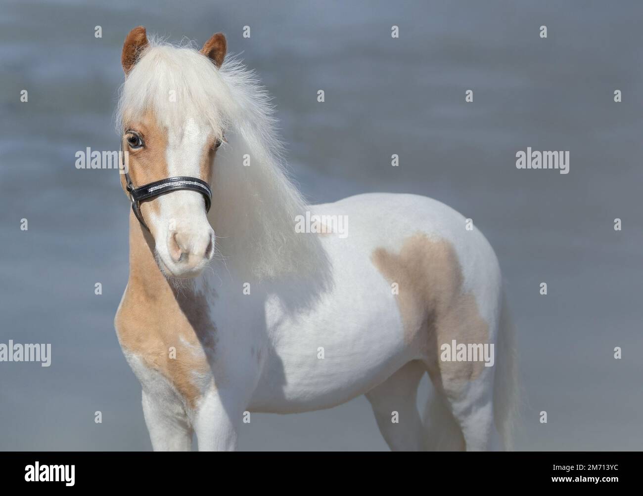 Paint American Miniature Horse on nature background. Stock Photo