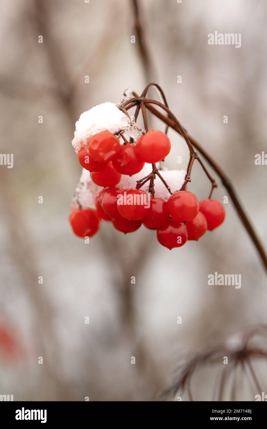 A vertical closeup shot of a branch with red berries covered in snow ...