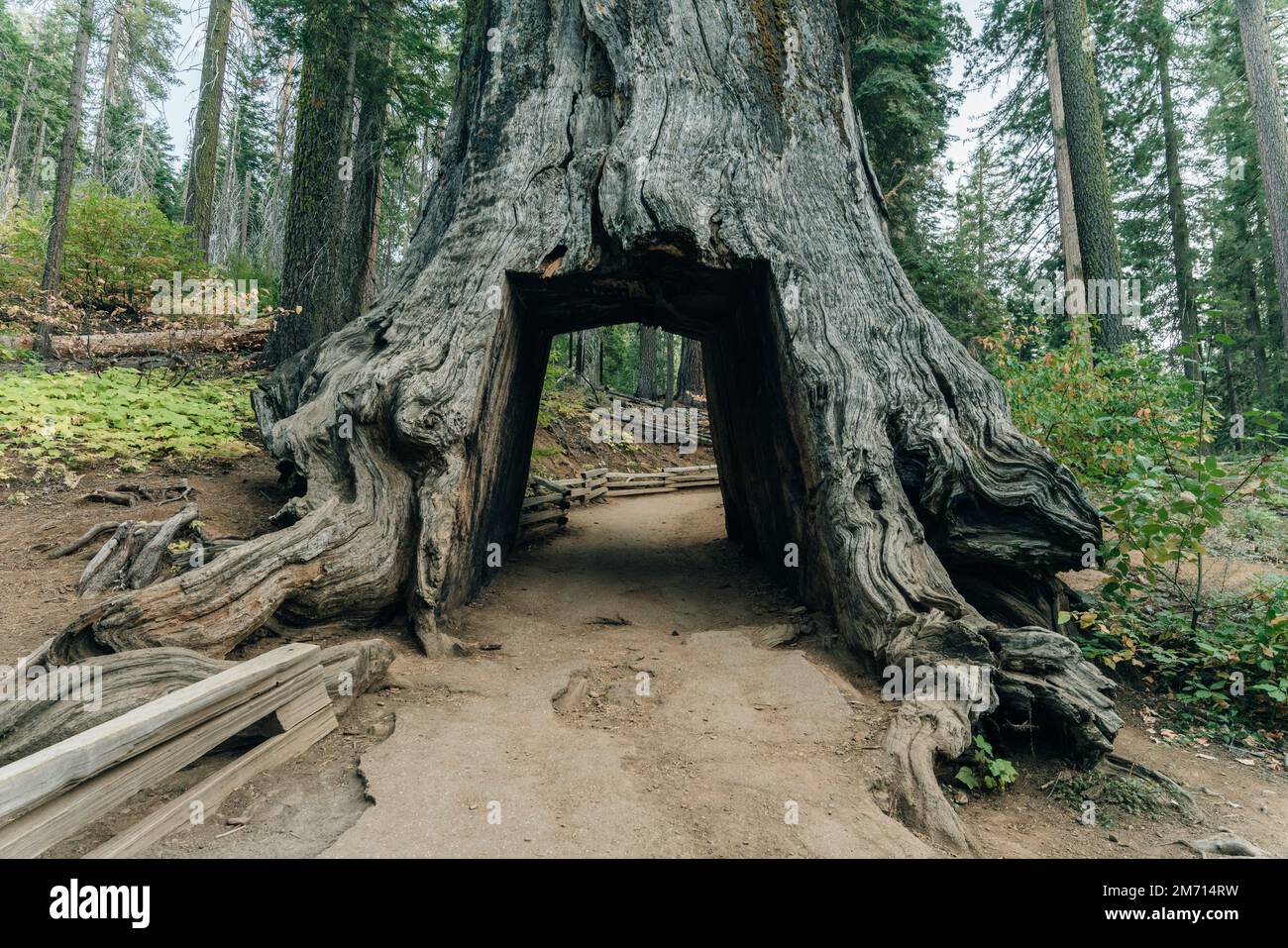 Yosemite National Park, USA- October 2022: View of the dead tunnel tree in Tuolumne Grove. High quality photo Stock Photo