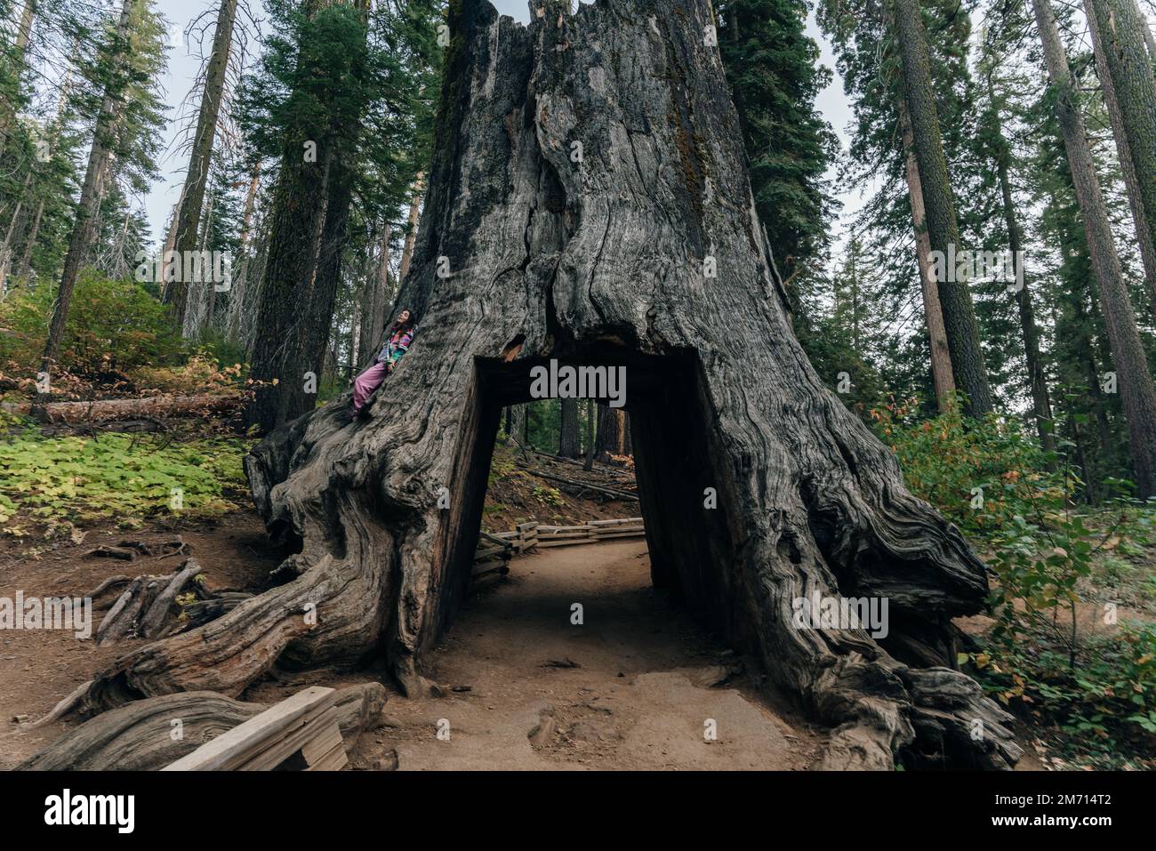 Yosemite National Park, USA- October 2022: View of the dead tunnel tree in Tuolumne Grove. High quality photo Stock Photo