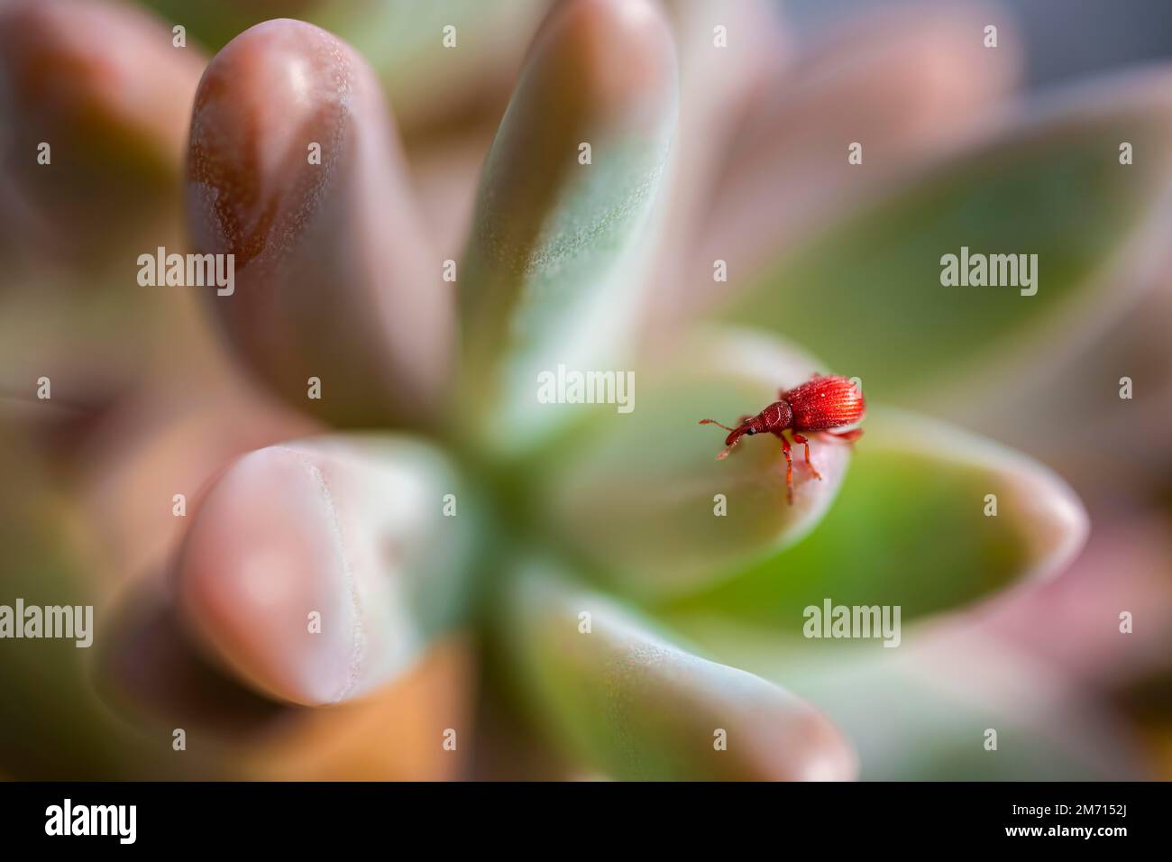 Red beetle, shrew (Apion frumentarium), Bavaria, Germany Stock Photo
