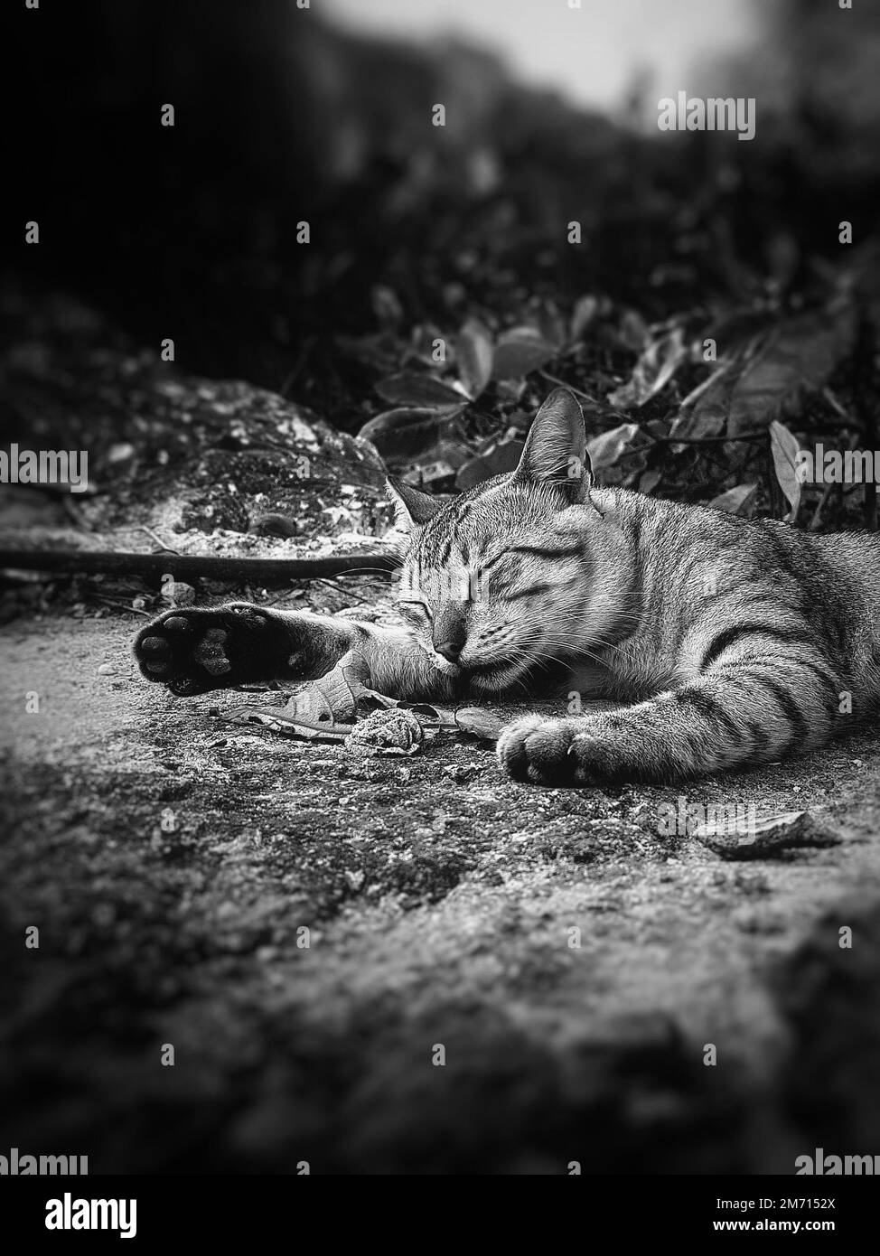 A grayscale vertical shot of a stray cat sleeping on ground Stock Photo ...