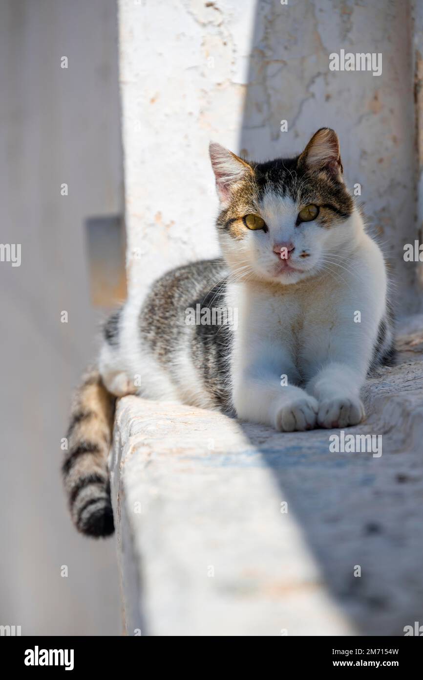 Cat, Town of Astypalea, Southern Sporades, Aegean Sea, Greece Stock Photo