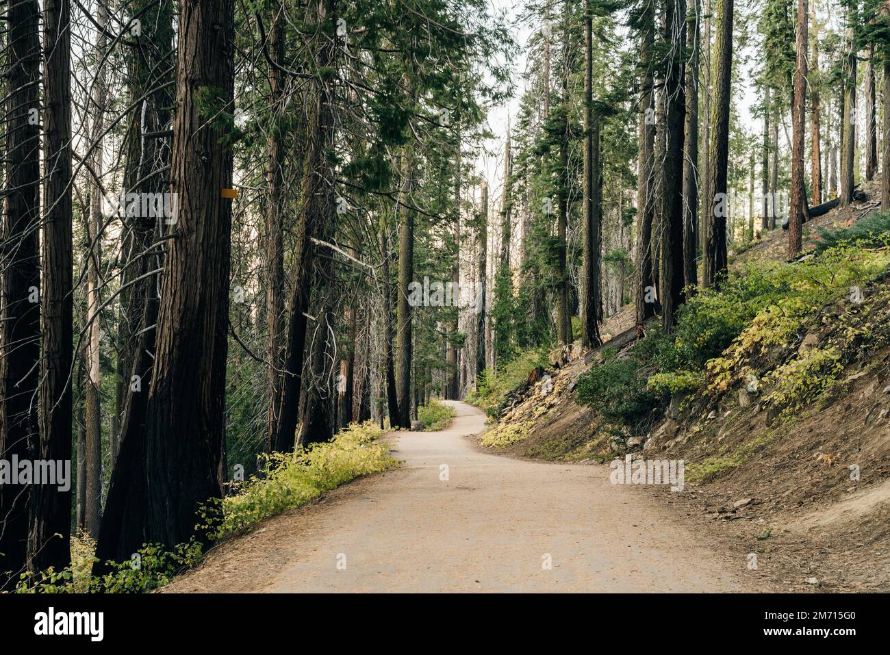 Steep climb on Old Big Oak Flat Road, Leading Through the forest back ...