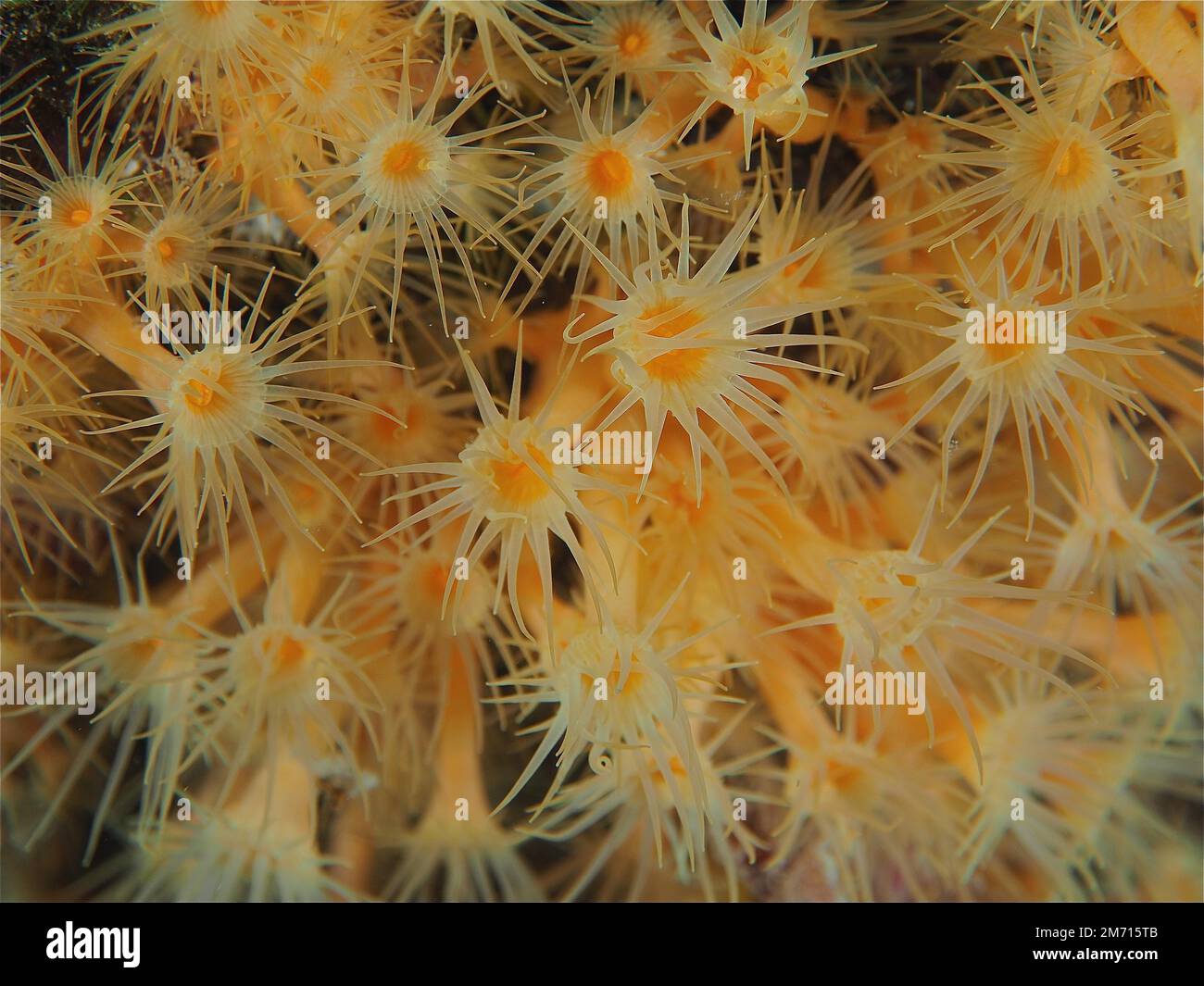 Several specimens of yellow cluster anemone (Parazoanthus axinellae) in the Mediterranean Sea. Dive site Cap de Creus, Rosas, Costa Brava, Spain Stock Photo