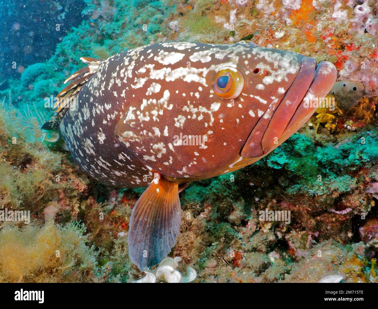 Dusky Grouper Epinephelus Marginatus Mycteroperca Marginatus In The Dusky Grouper Epinephelus Marginatus Mycteroperca Marginatus In The