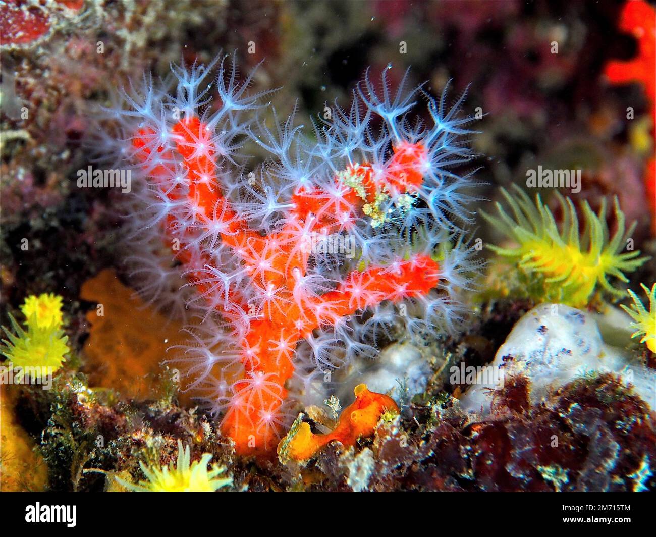 Red coral (Corallium rubrum) in the Mediterranean Sea. Dive site Cap de Creus, Rosas, Costa Brava, Spain Stock Photo
