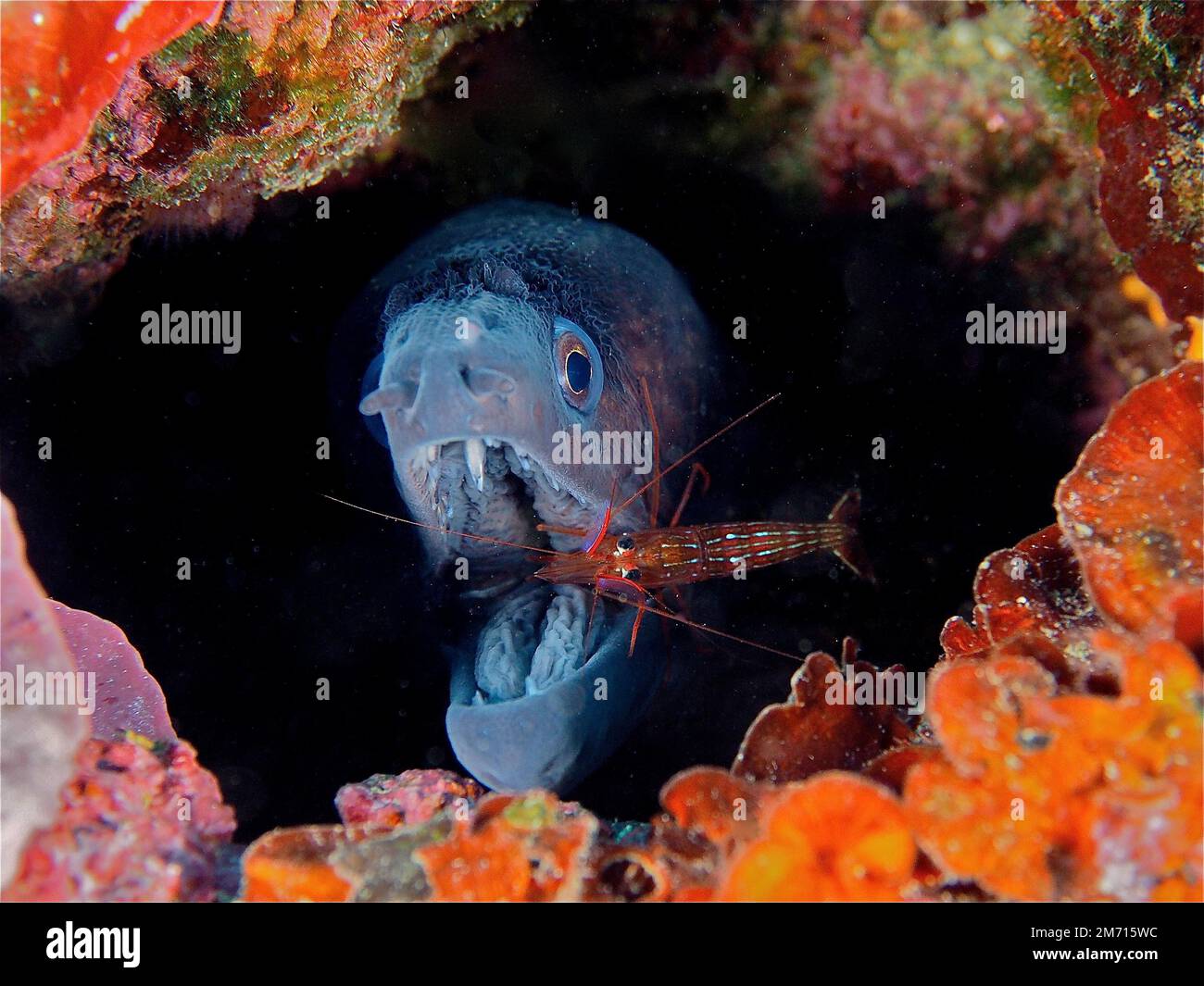 A monaco cleaner shrimp (Lysmata seticaudata) cleans the wide open mouth of a mediterranean moray (Muraena helena) . Dive site Cap de Creus Stock Photo