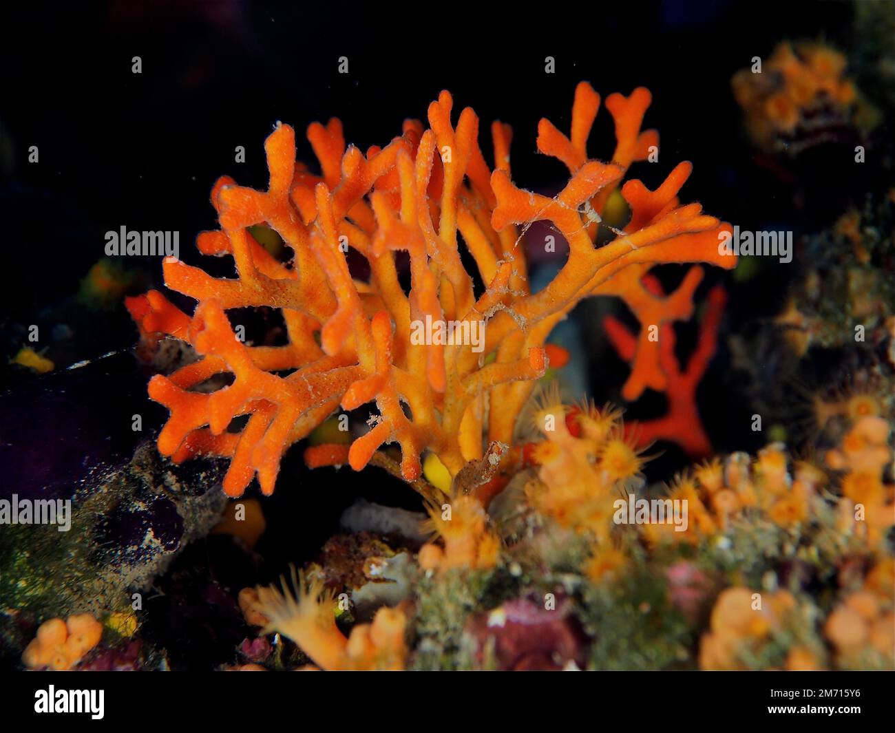 False coral (Myriapora truncata), bryozoans. Dive site Cap de Creus, Rosas, Costa Brava, Spain, Mediterranean Sea Stock Photo