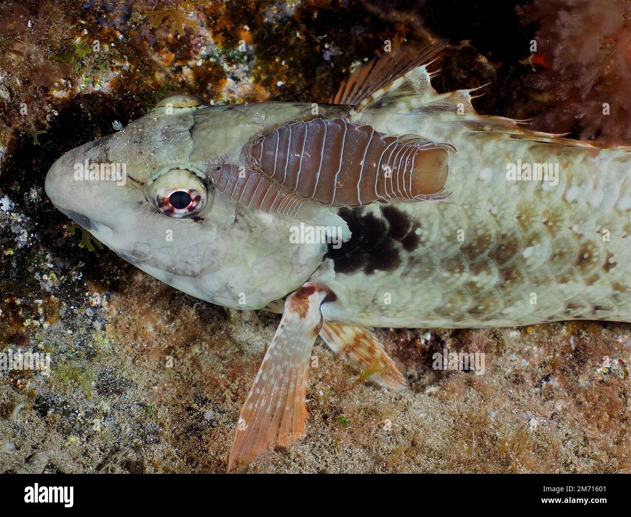Woodlouse (Anilocra) isopod, parasite, on European mediterranean ...