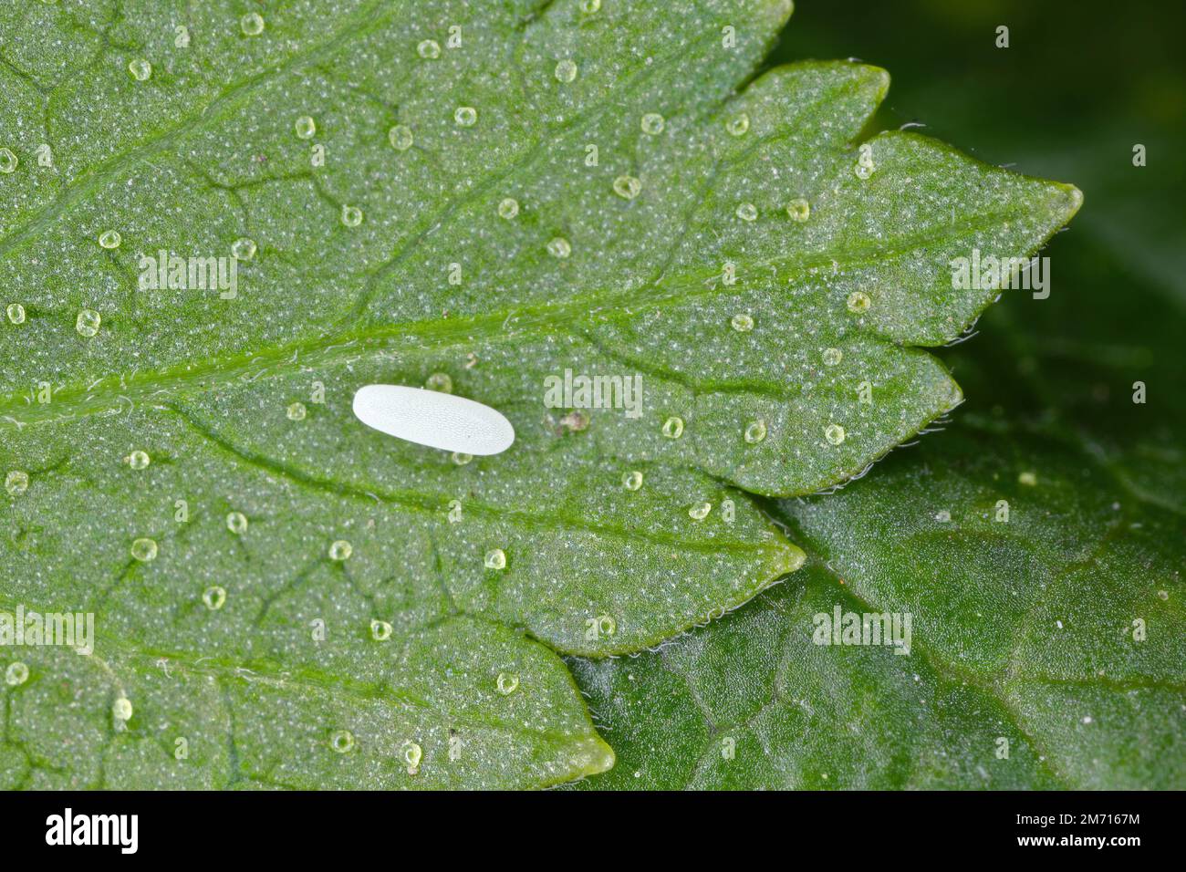 Long hoverfly (Sphaerophoria scripta), Egg on a leaf of currant. Stock Photo