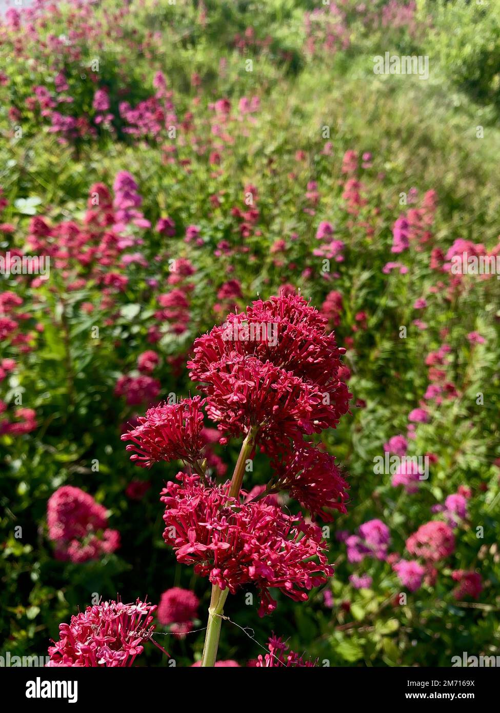 A vertical shot of a delicate Red valerian (Centranthus ruber) with the flowers in the blurred background Stock Photo