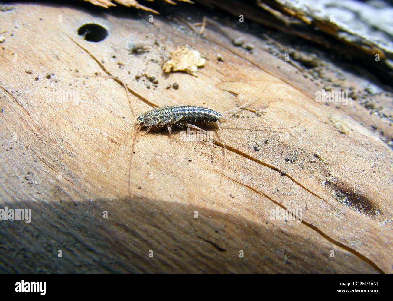 Firebrat (Thermobia domestica, Thermophila furnorum, Lepismodes inquilinus), on the dried wood. Stock Photo