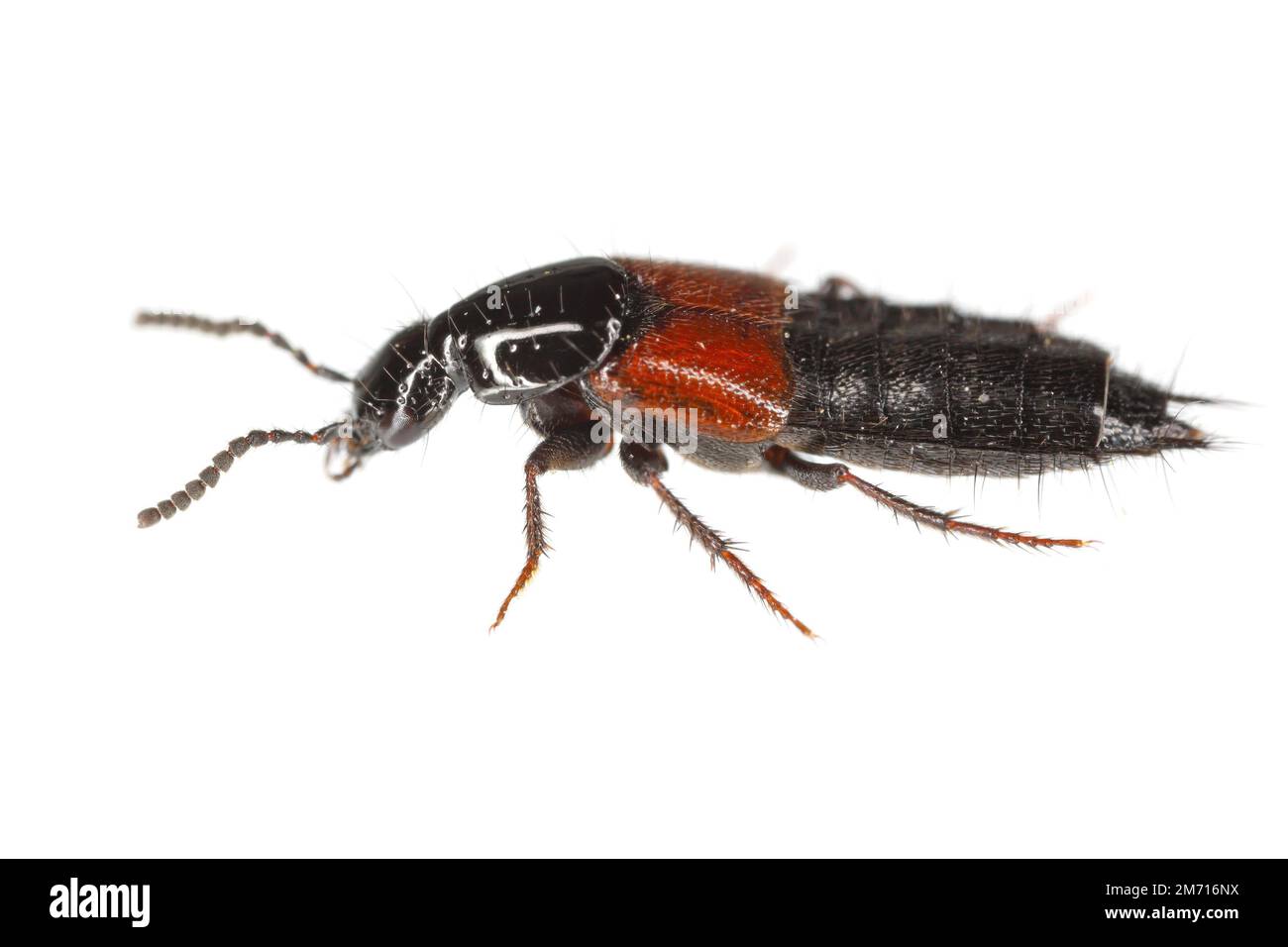 Rove beetle Megalinus glabratus (Coleoptera: Staphylinidae) isolated on a white background. Stock Photo