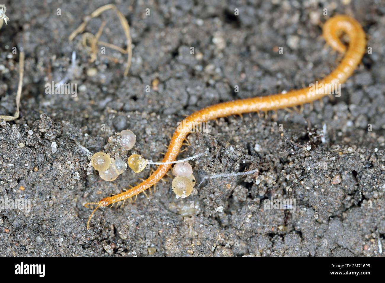 Centipede, Geophilidae, Geophilus proximus in soil, macro photo. Stock Photo