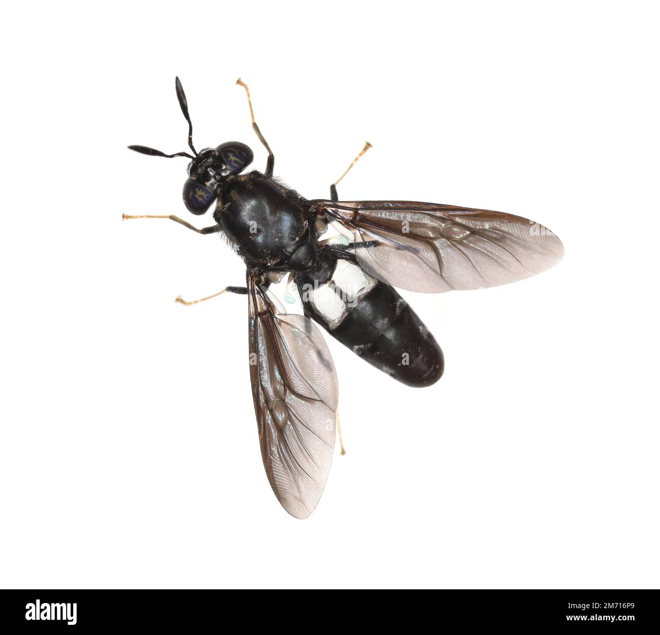 Black soldier fly species Hermetia illucens in high definition with