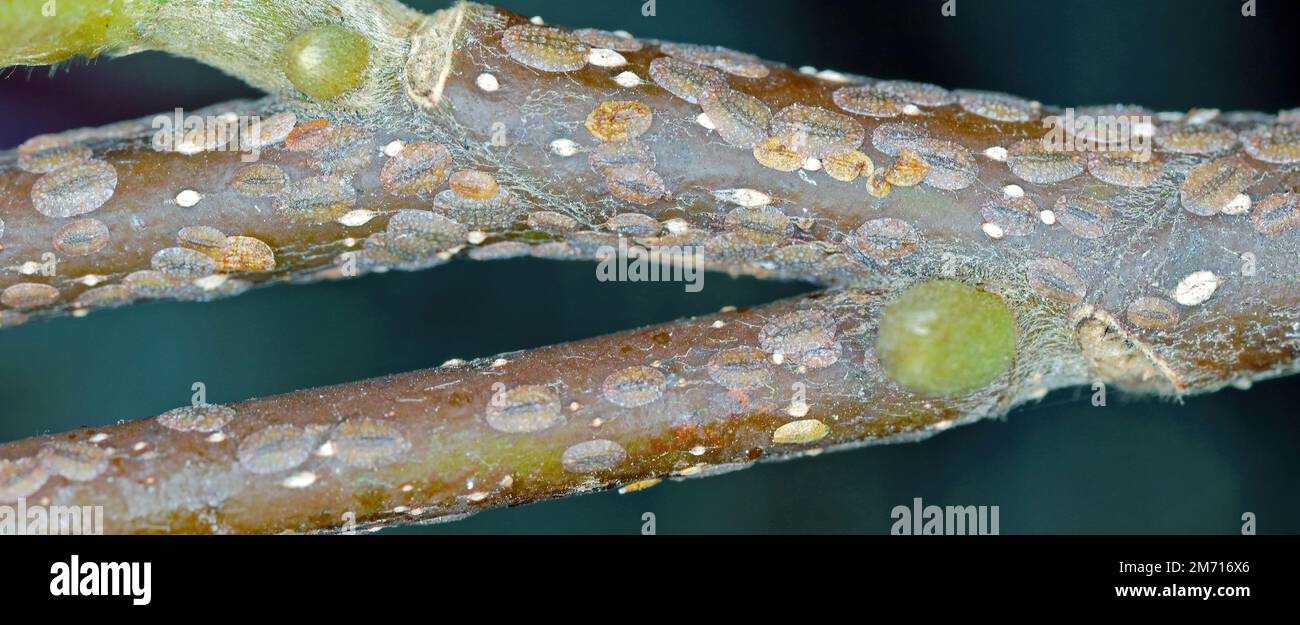 Scale insects (Coccidae) on a magnolia in the garden. They are dangerous pests of various plants. They are commonly known as soft scales, wax scales o Stock Photo