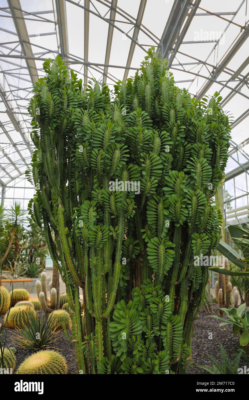 Glass plant house in the villa gardens by the lake, spa garden, cacti