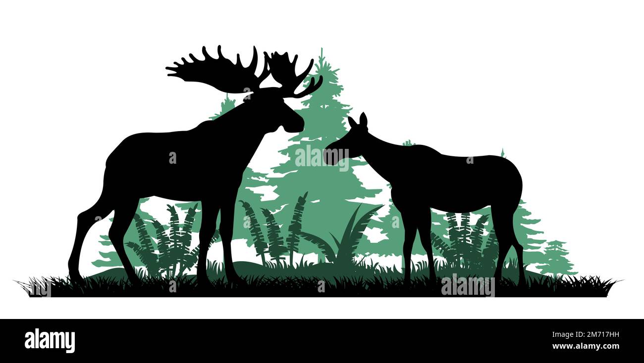 Elk male with large horns and with female moose cow. Silhouette picture. Glade in coniferous forest. Thickets of fern in northern forest. Animals in Stock Vector