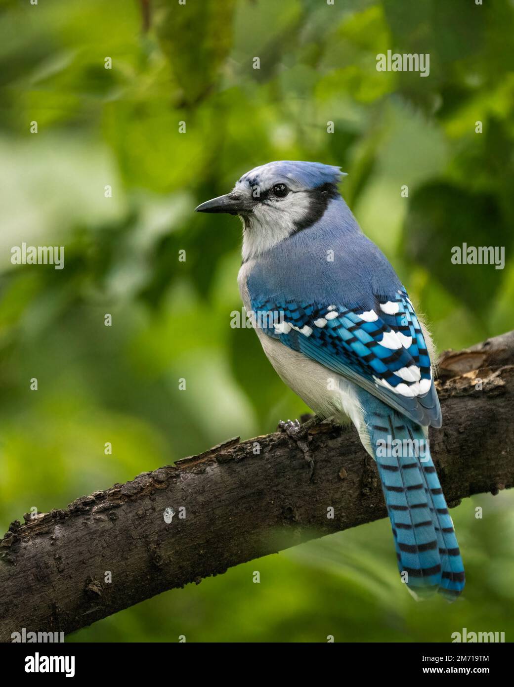 A vertical closeup shot of a blue jay bird perched on a wooden tree branch Stock Photo