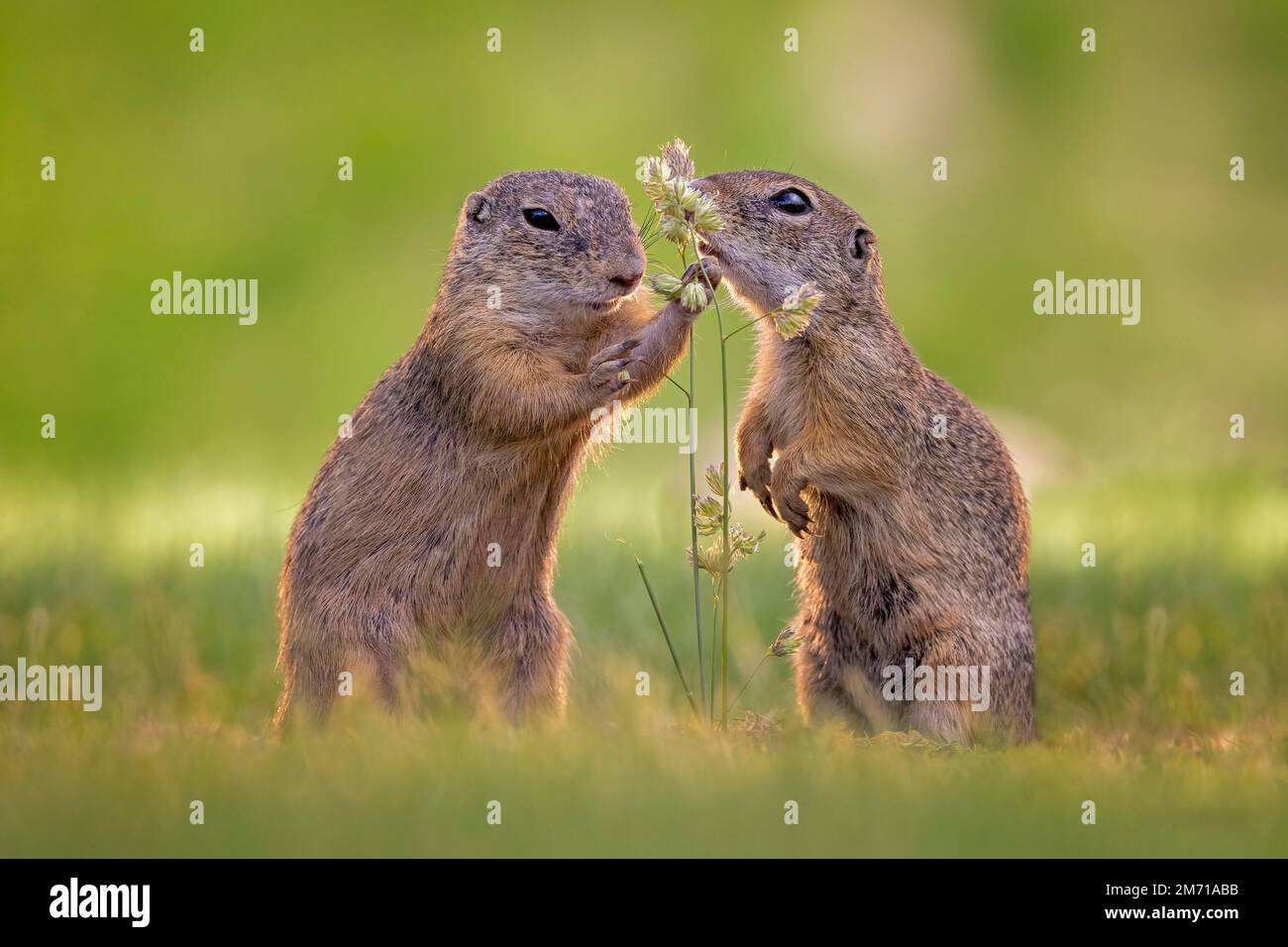 European ground squirrels (Spermophilus citellus) foraging, pair