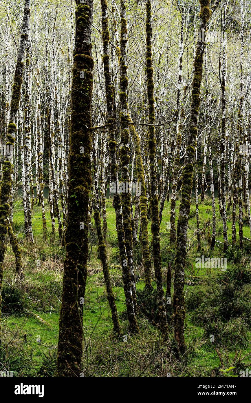 Rain forest tall trees hi-res stock photography and images - Alamy
