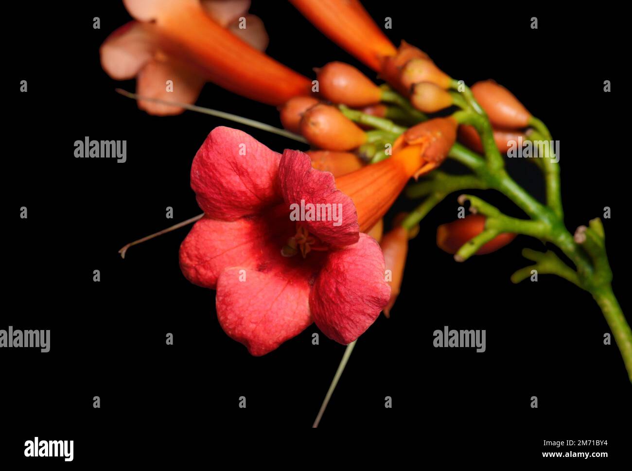 Campsis radicans flowers (trumpet vine or trumpet creeper) in family Bignoniaceae, also known as cow itch or hummingbird vine, native to woodland in C Stock Photo