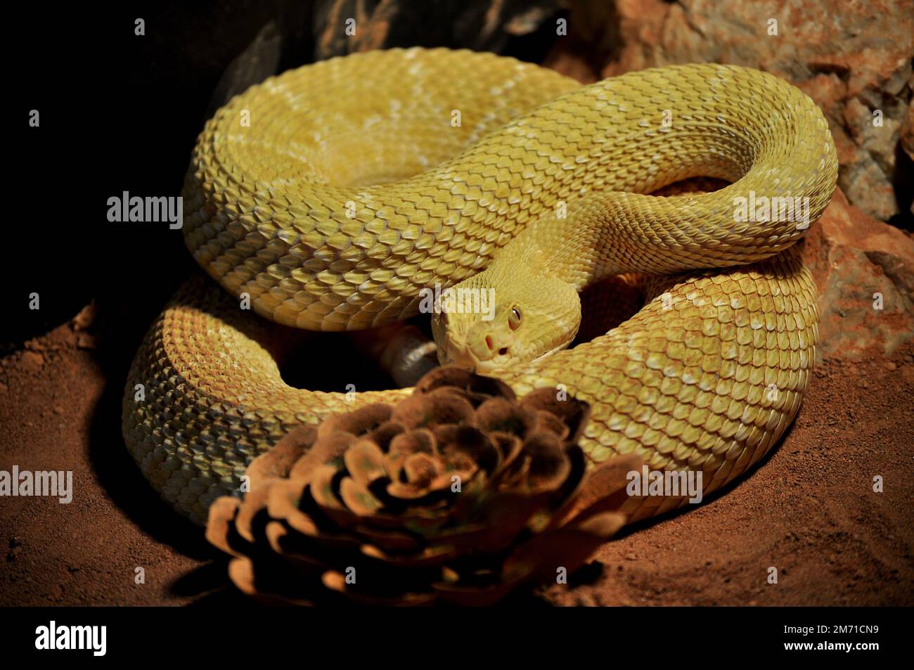 Western Diamond-backed Rattlesnake (Crotalus atrox) Stock Photo