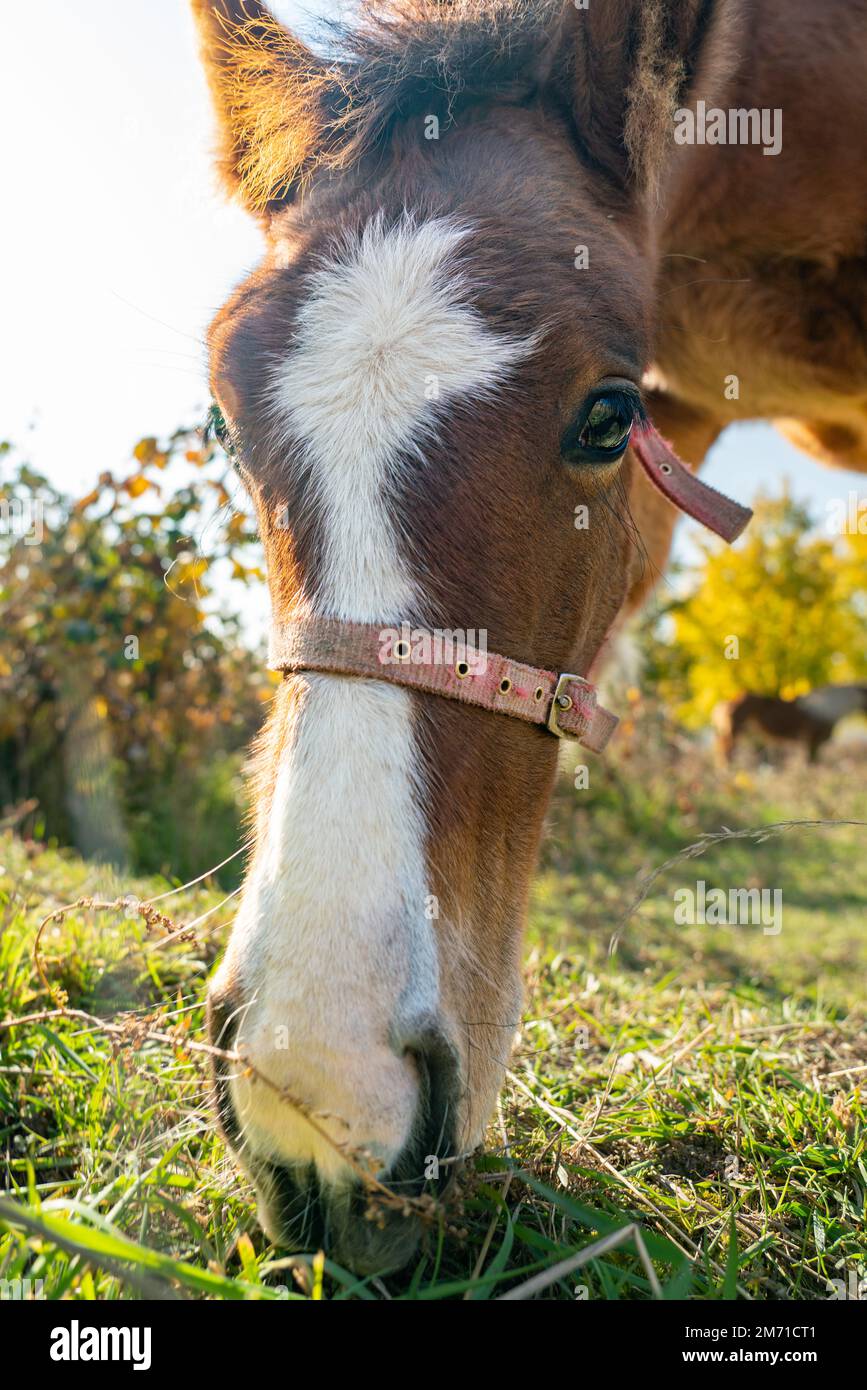 Young horse head-shot looking curiously into camera while grazing in evening light, low angle view of bay foal with simple halter Stock Photo