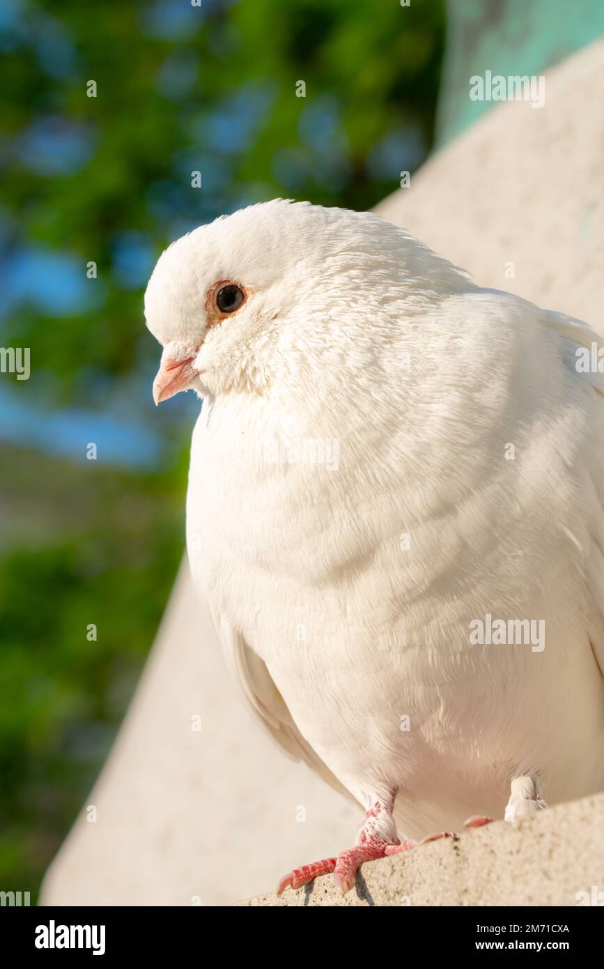 Dove detail hires stock photography and images Alamy