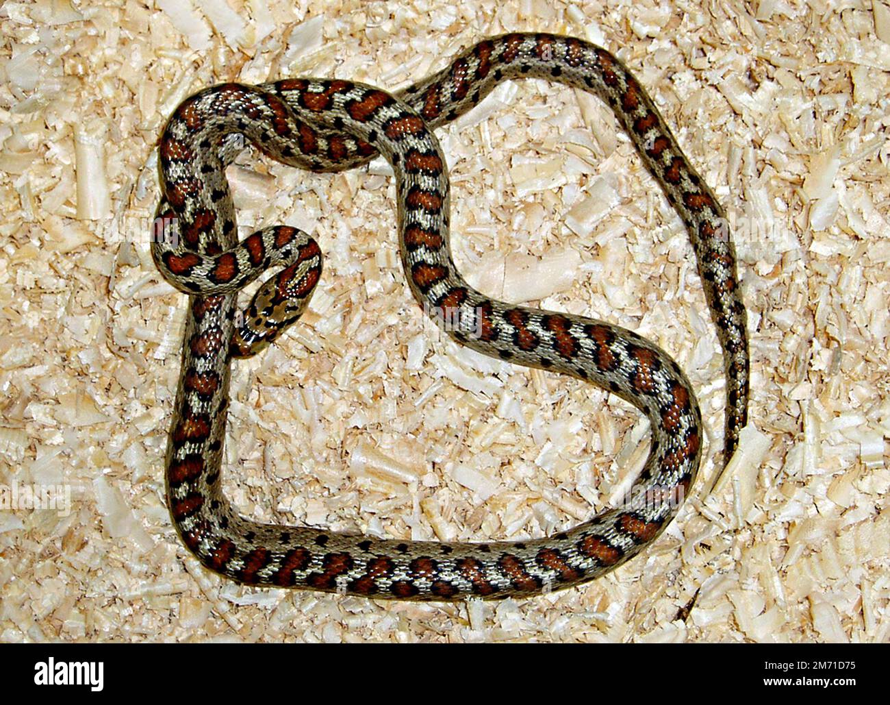 Leopard snake (Zamenis situla) Stock Photo