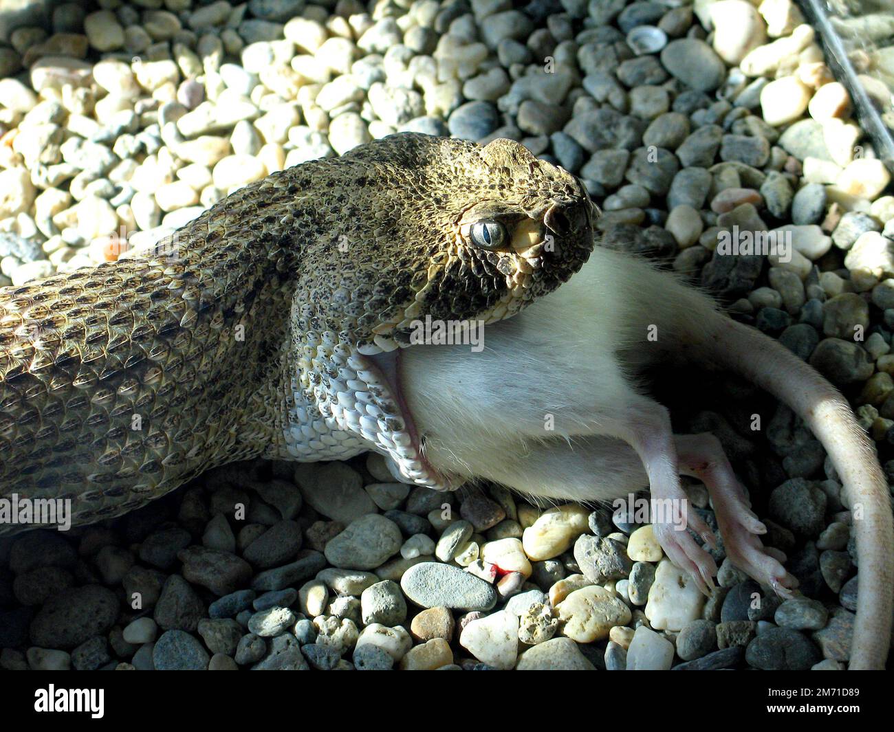 Western Diamond-backed Rattlesnake (Crotalus atrox) eats a rat Stock Photo