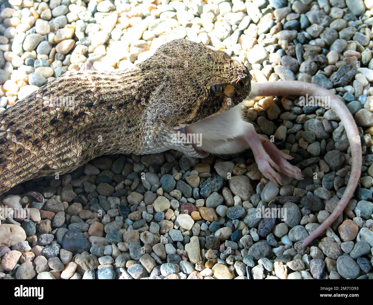 Western Diamond-backed Rattlesnake (Crotalus atrox) eats a rat Stock Photo