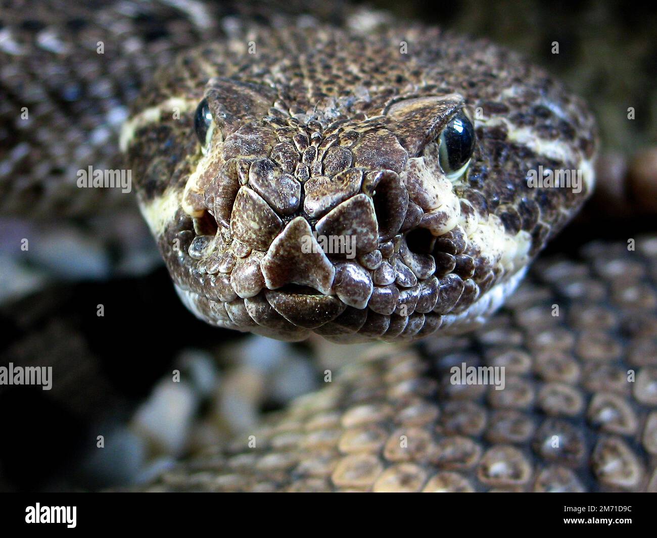 Western Diamond-backed Rattlesnake (Crotalus atrox Stock Photo - Alamy