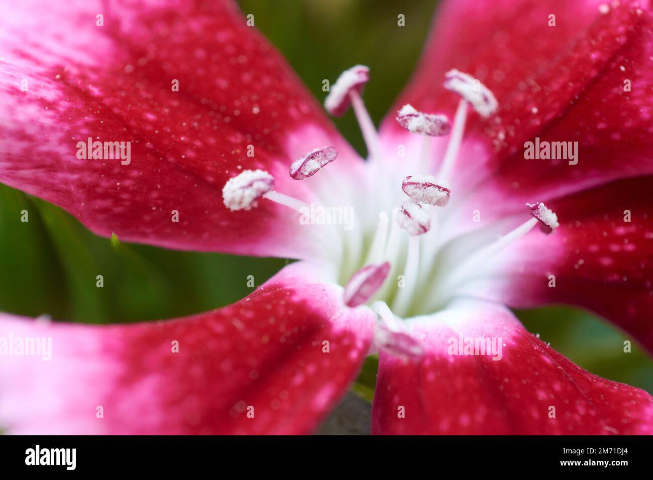 Macro shot of red and pink Sweet William flower with selective focus on anther. Floral background with copy space. Stock Photo