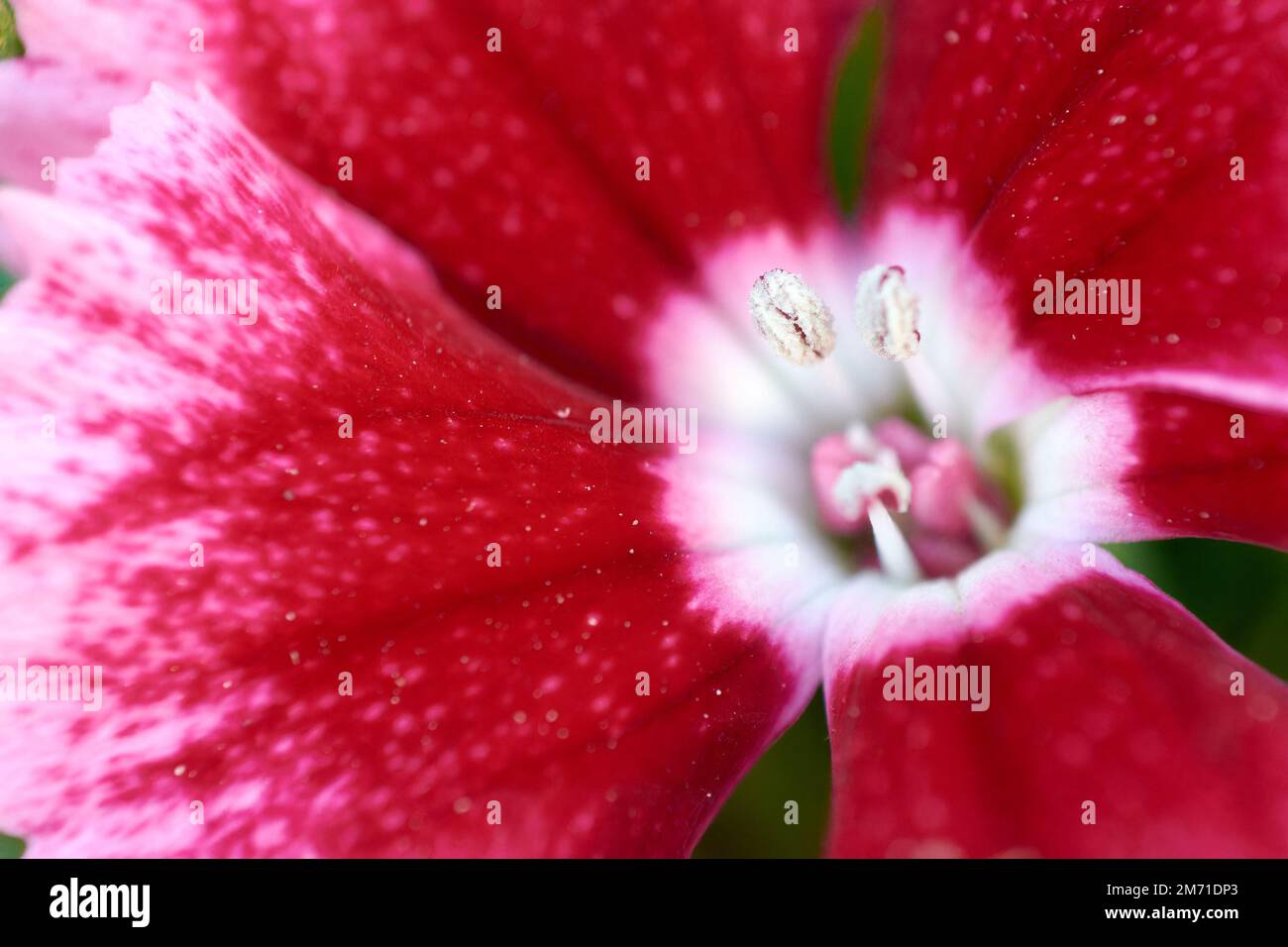 Macro shot of red and pink Sweet William flower with selective focus on anther. Floral background with copy space. Stock Photo