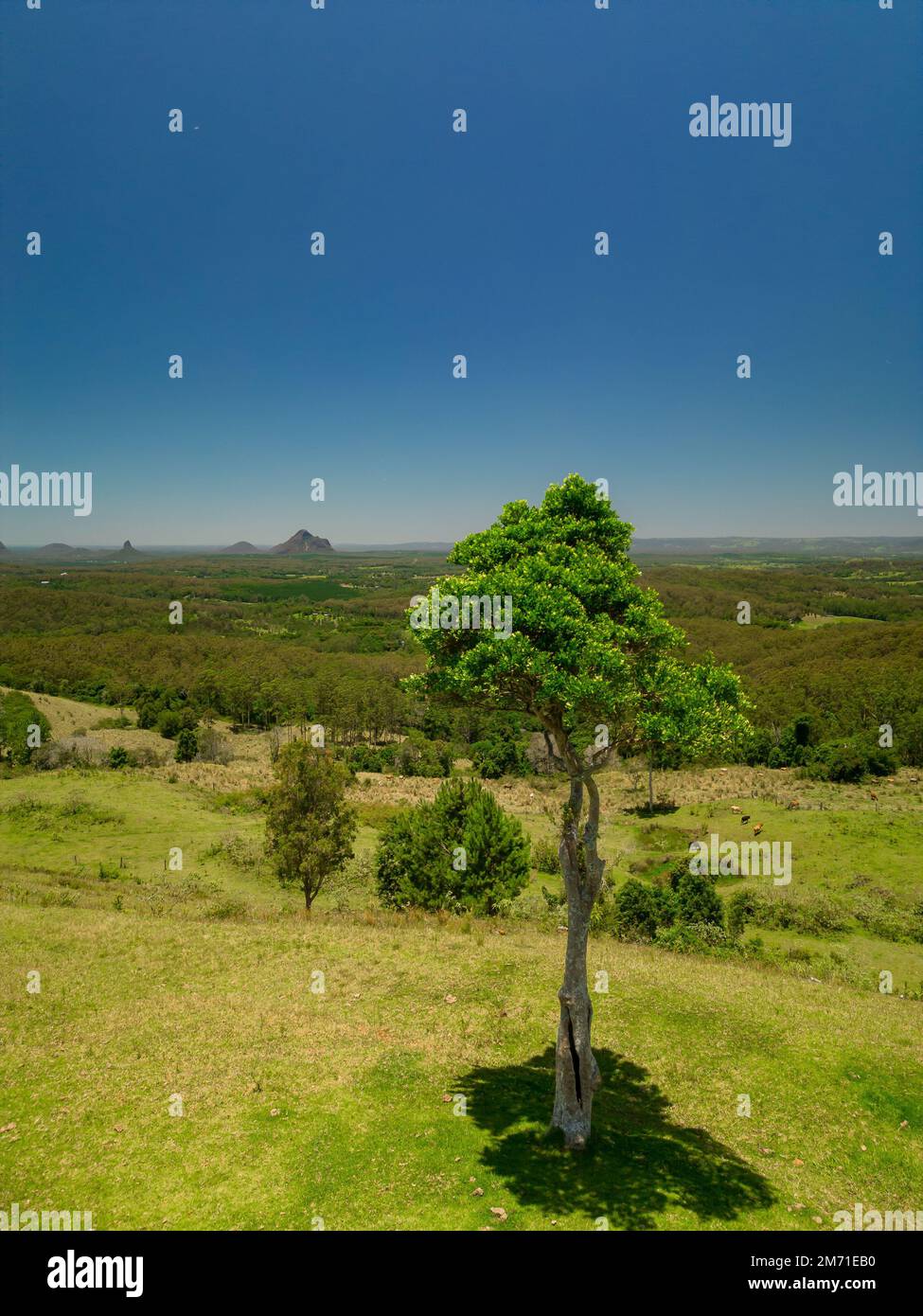 A lone tree in the middle of a grassy field in Maleny, Sunshine Coast Stock Photo