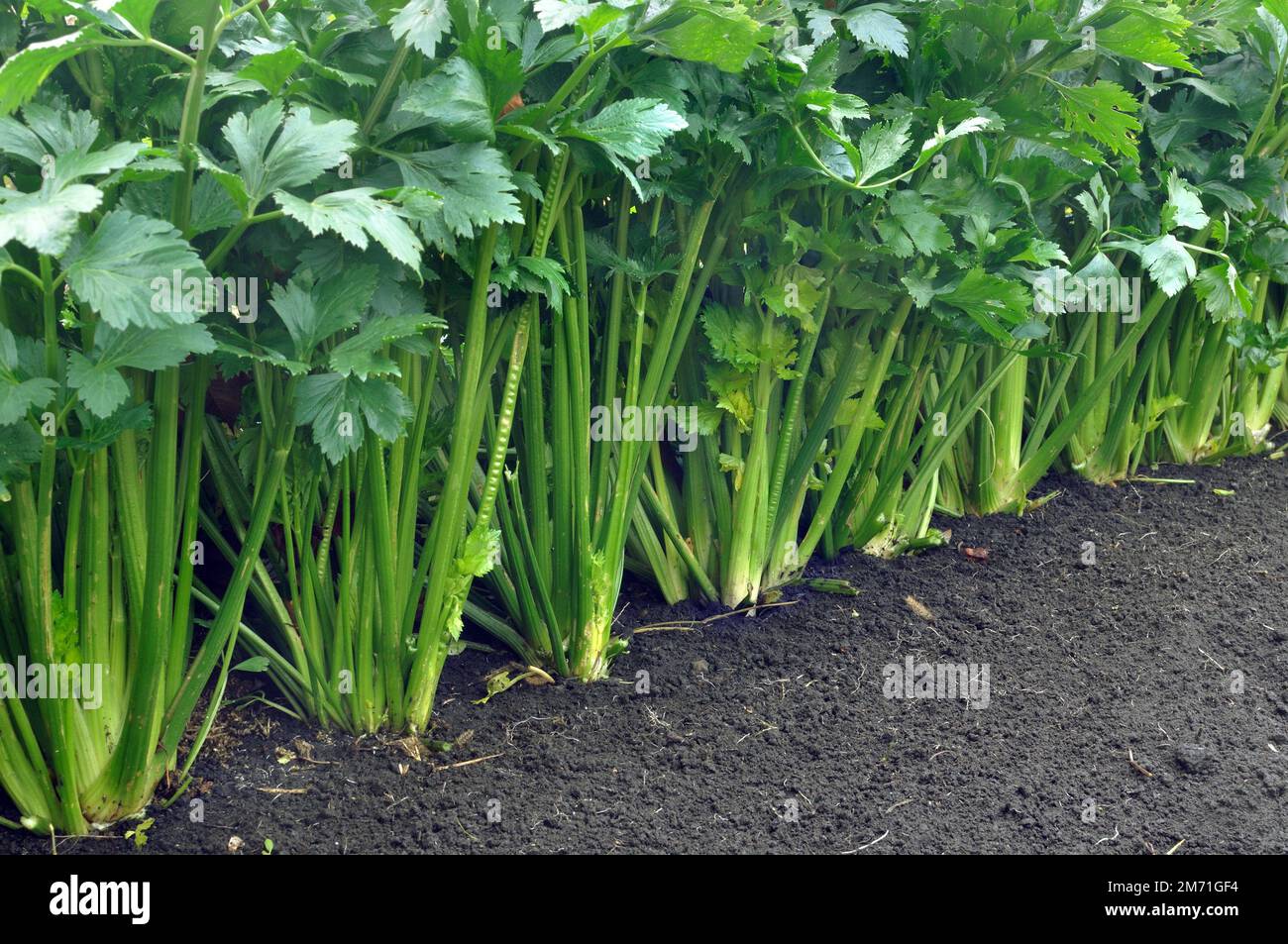 green fresh petiole  celery plantation (leaf vegetables) in the vegetable garden Stock Photo