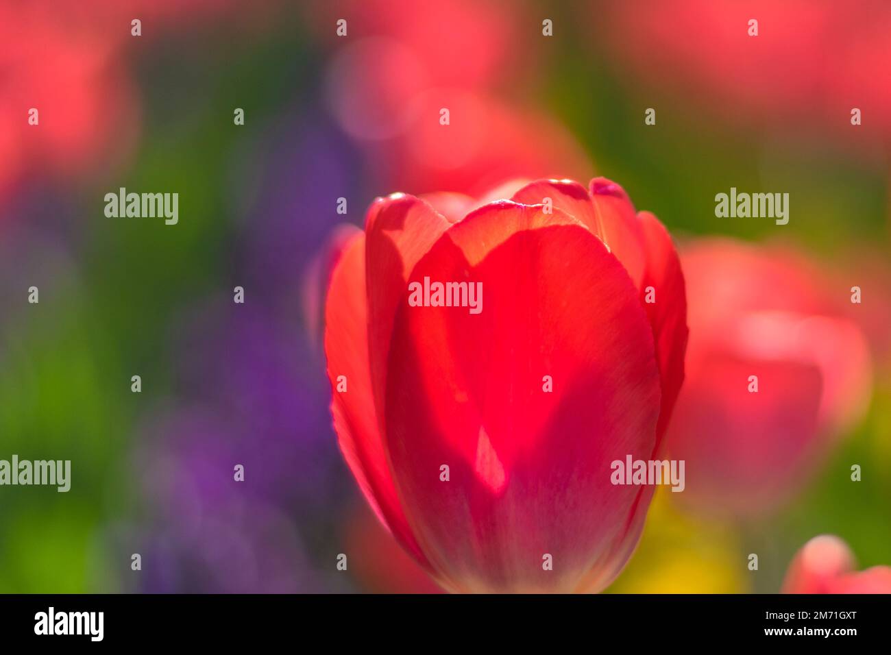 A beautiful red tulip in the foreground, a blurred tulip garden in the background Stock Photo