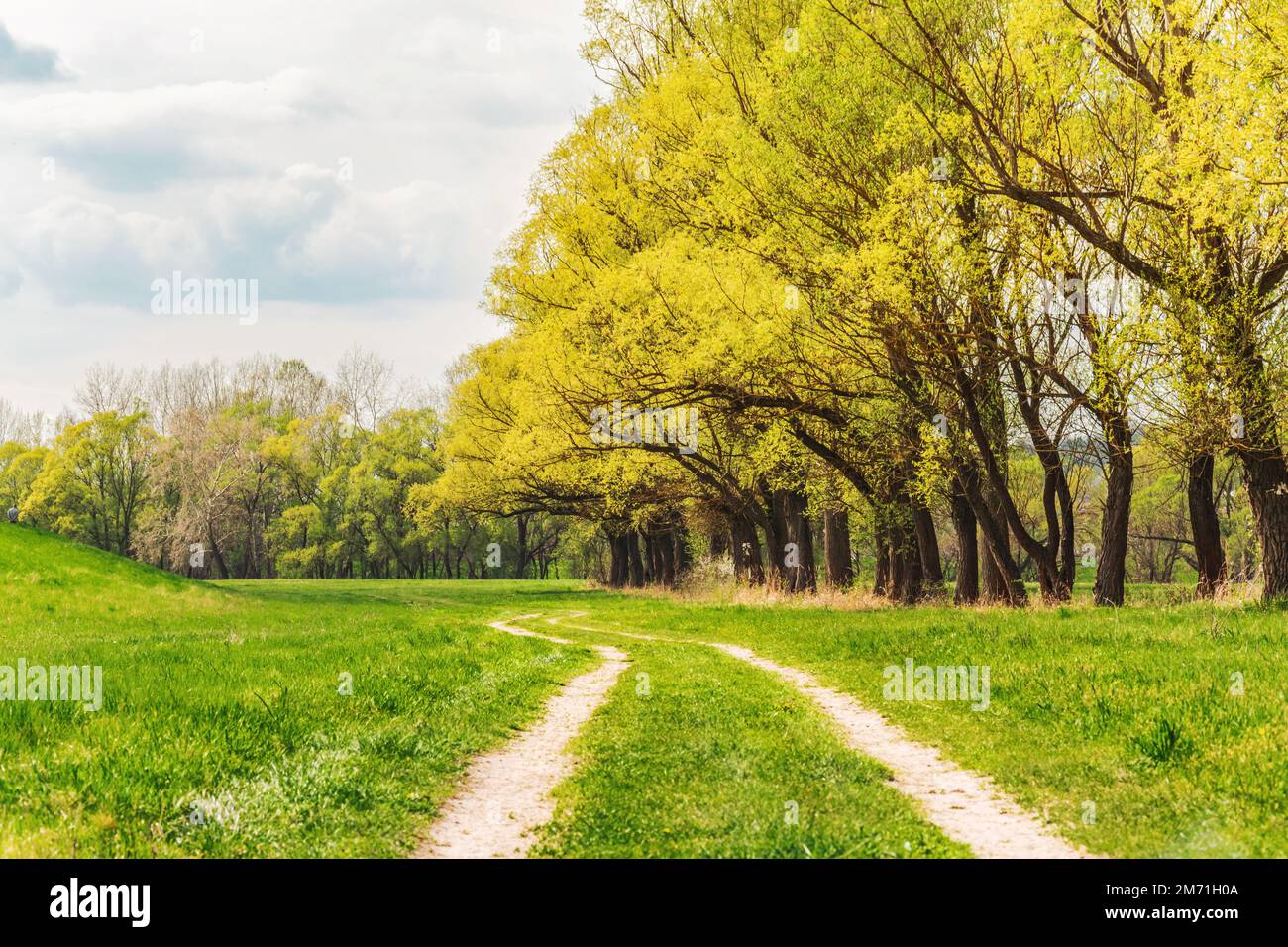 A row of trees resplendent in spring colors on the banks of the Ipoly river, Balassagyarmat, Hungary Stock Photo