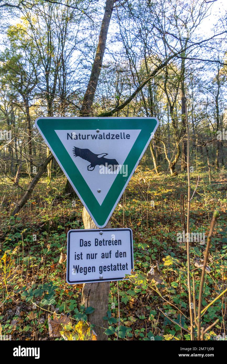 Natural forest cell, Überanger Mark forest, near Düsseldorf, Protected