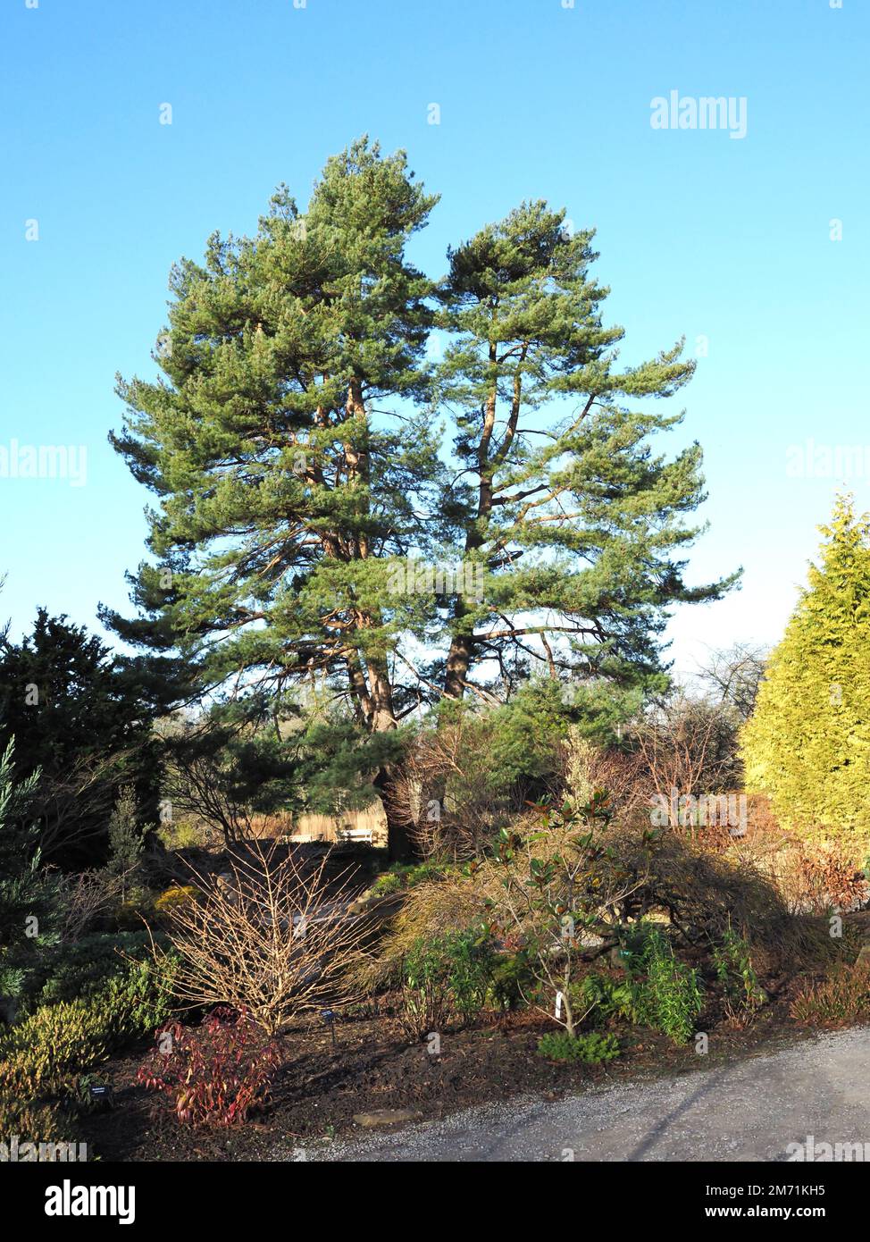 Tall pine tree in a garden with a blue sky Stock Photo