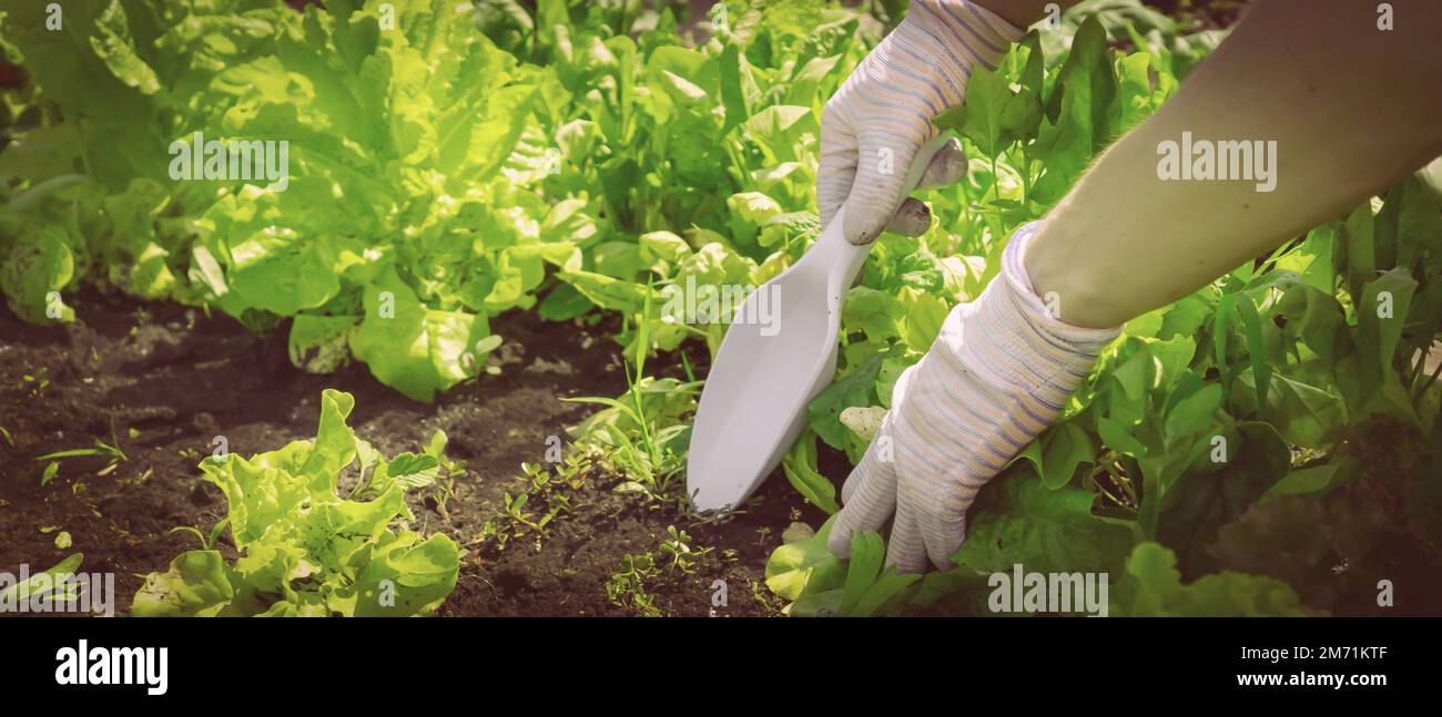 The gardener removes the weed and digs up the black soil. Stock Photo