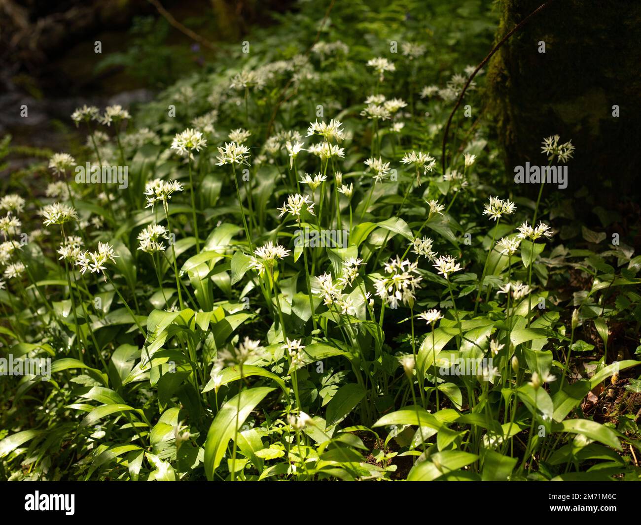 Fragrant Wild garlic flowers in a British woodland. A sign of ancient