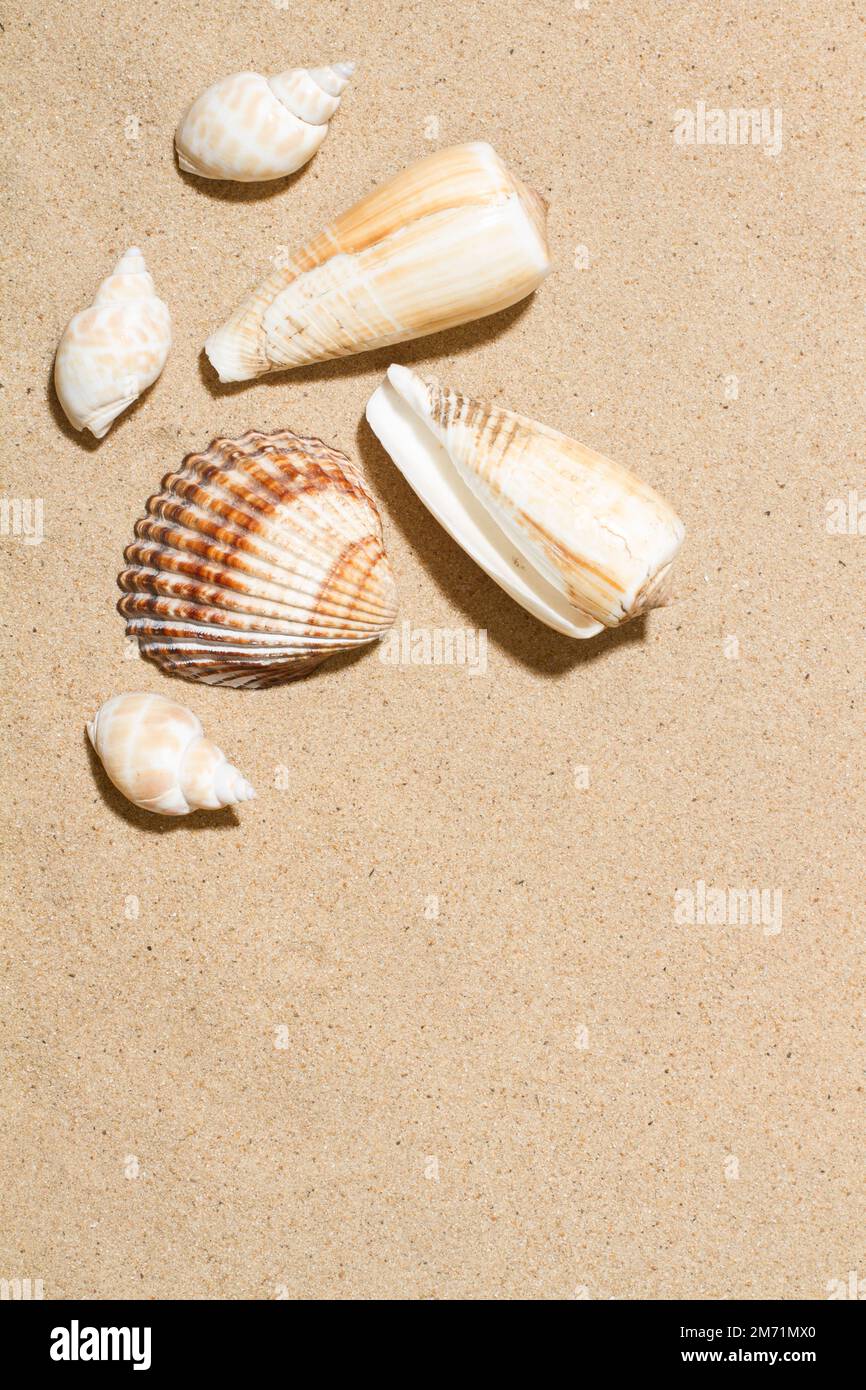 Seashells on the sand in a top view with copy space Stock Photo