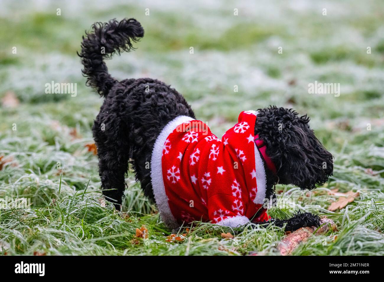A small dog wears a Christmas suit on a frosty day Stock Photo