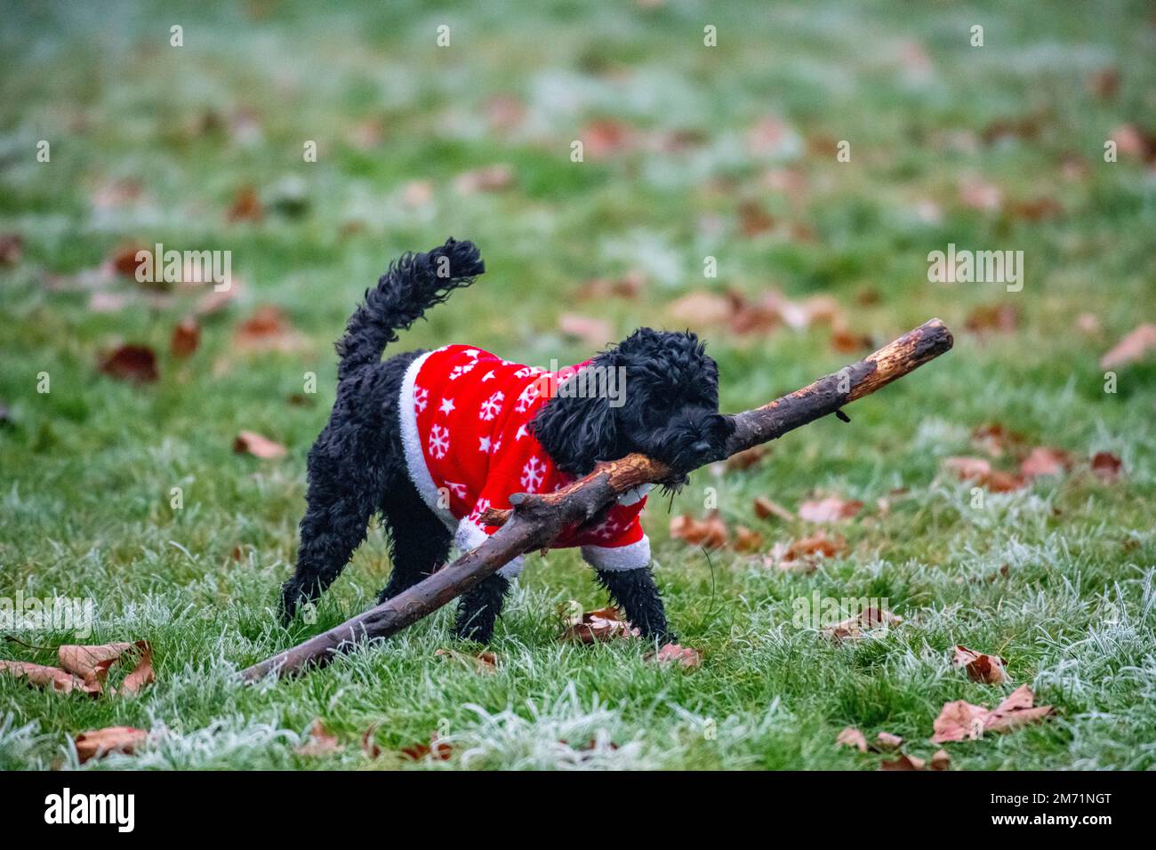 A small dog carries a huge stick whilst wearing a Christmas suit on a frosty day Stock Photo