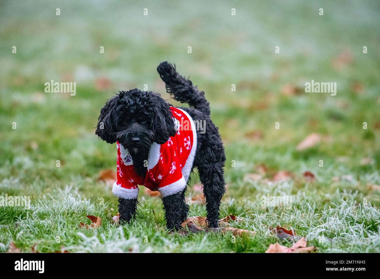 A small dog wears a Christmas suit on a frosty day Stock Photo